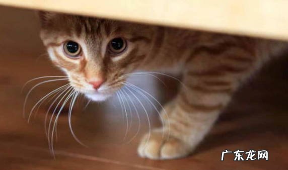 缩在角落 缺爱的猫咪怎么睡觉