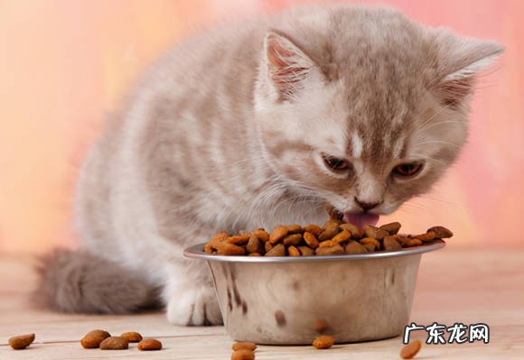 频繁洗澡 哪些是不能对猫咪做的事