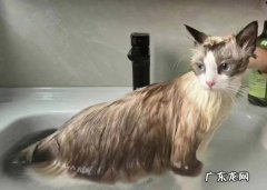 频繁洗澡 哪些是不能对猫咪做的事