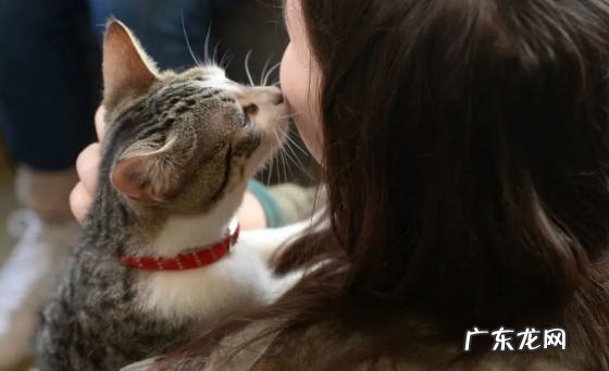 频繁洗澡 哪些是不能对猫咪做的事