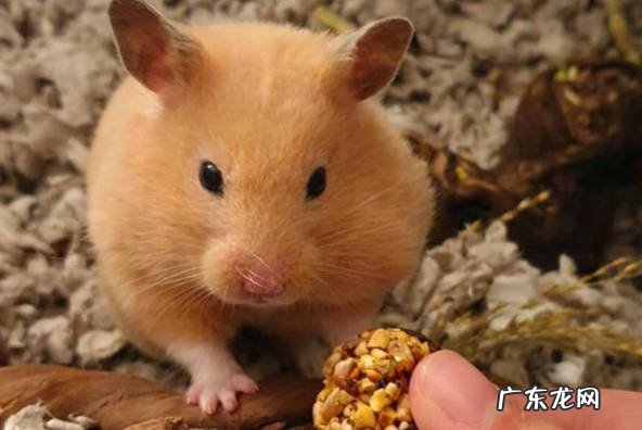 更换垫料 如何让仓鼠保持香软