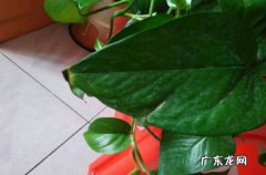 施肥不均匀 一个盆内的绿萝为何有的叶子特别绿