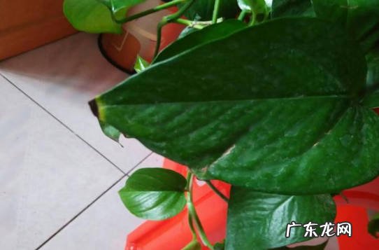 施肥不均匀 一个盆内的绿萝为何有的叶子特别绿