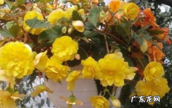 浸泡 夫妻海棠的种子怎样种