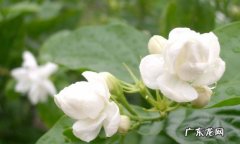 茉莉花 哪些花会散发迷人的香味