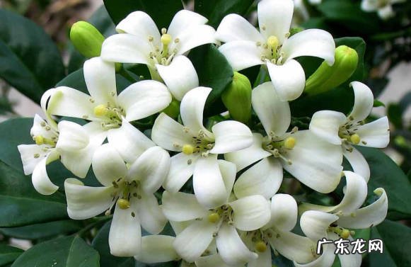 茉莉花 哪些花会散发迷人的香味
