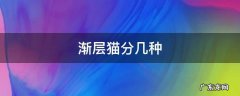 渐层猫分几种 渐层猫有几种