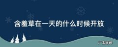含羞草大约在早上几点钟开放 含羞草在一天的什么时候开放