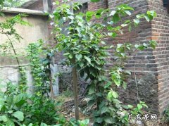 种板栗树风水