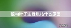 叶子边缘焦枯一般是什么原因 植物叶子边缘焦枯什么原因