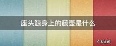 座头鲸身上的藤壶是什么东西 座头鲸身上的藤壶是什么