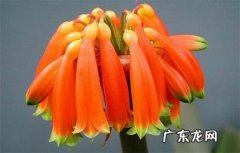 间隔时间 垂笑君子兰怎么施肥
