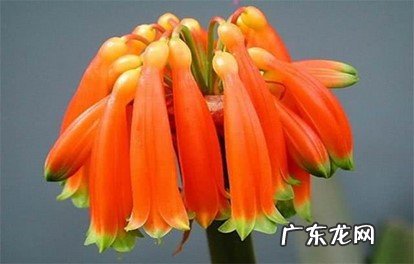 间隔时间 垂笑君子兰怎么施肥