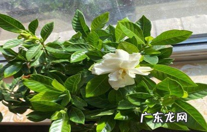 适合的生存环境 怎么养栀子花