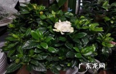 适合的生存环境 怎么养栀子花