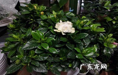 适合的生存环境 怎么养栀子花