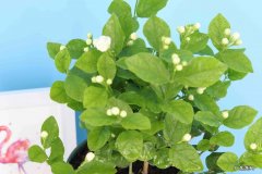 转移室内 怎么帮茉莉花度过冬天