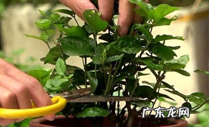 转移室内 怎么帮茉莉花度过冬天