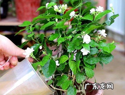 转移室内 怎么帮茉莉花度过冬天