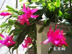蟹爪兰 独特的冻不死的花有哪些