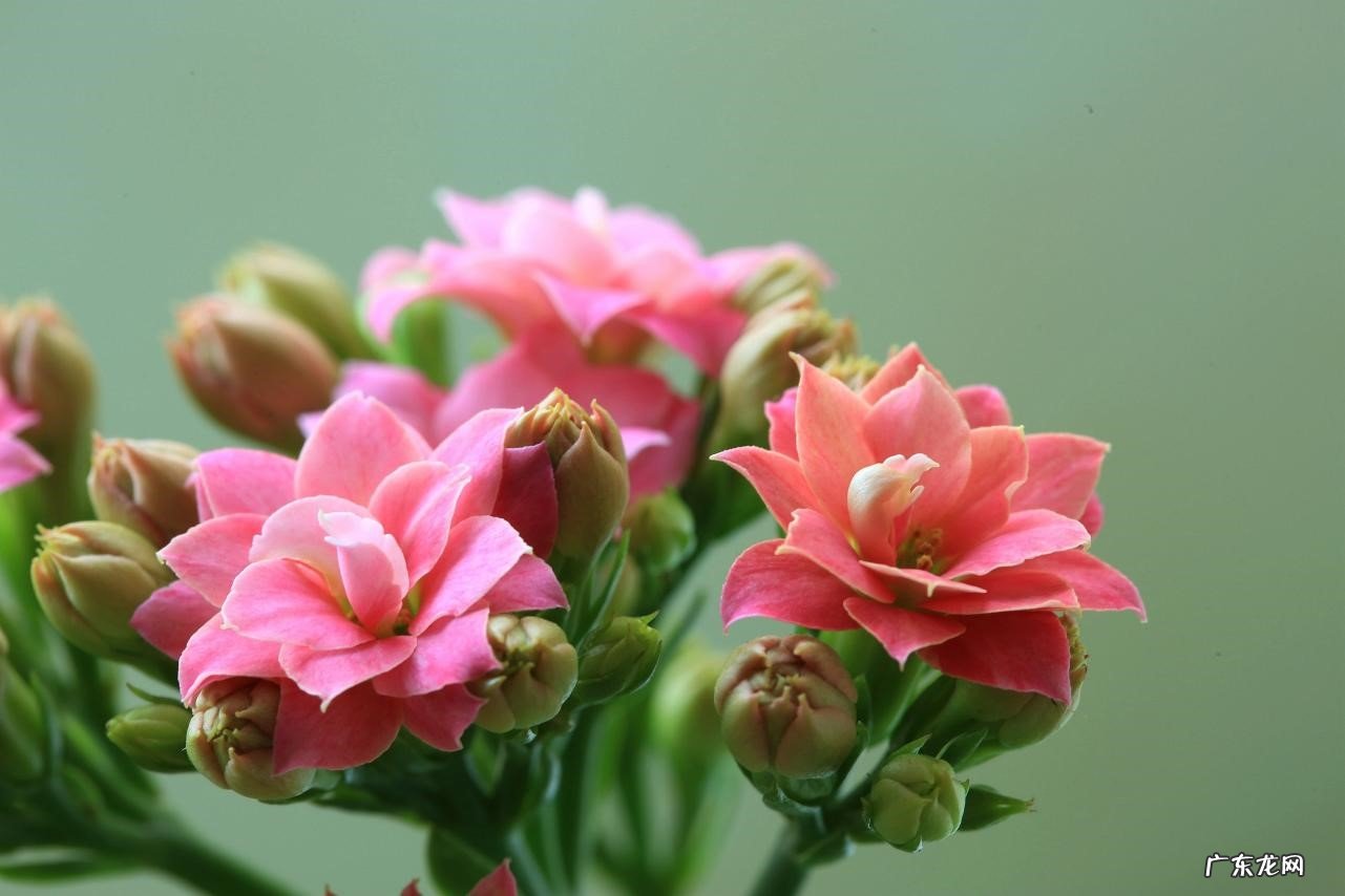 文竹 霜降时节哪些花要转移到室内