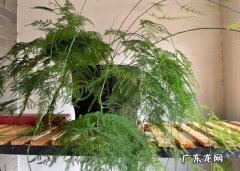 文竹 霜降时节哪些花要转移到室内