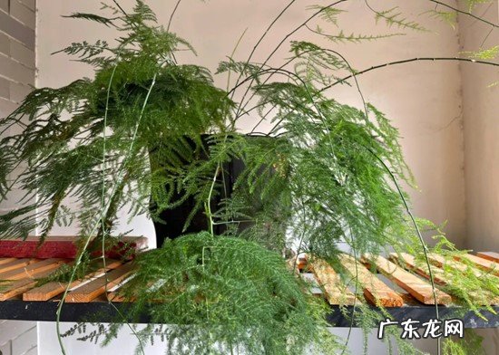 文竹 霜降时节哪些花要转移到室内