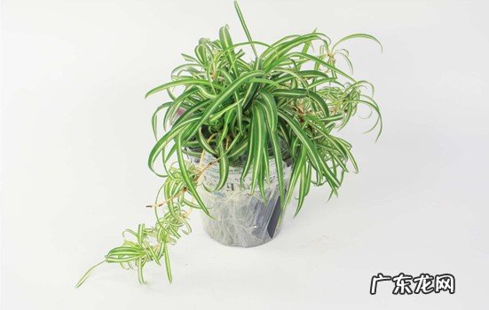 文竹 霜降时节哪些花要转移到室内