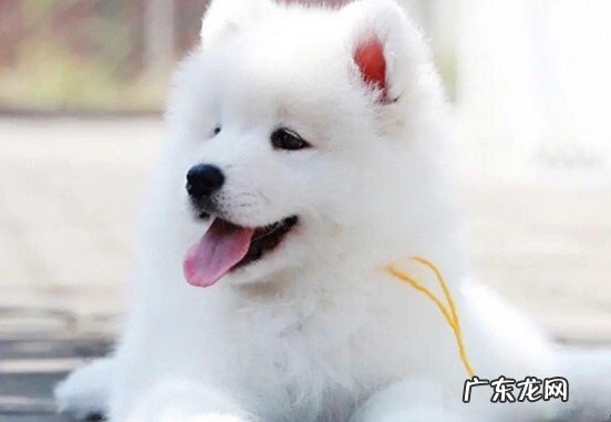 柯基 公认的老实的狗狗是哪些