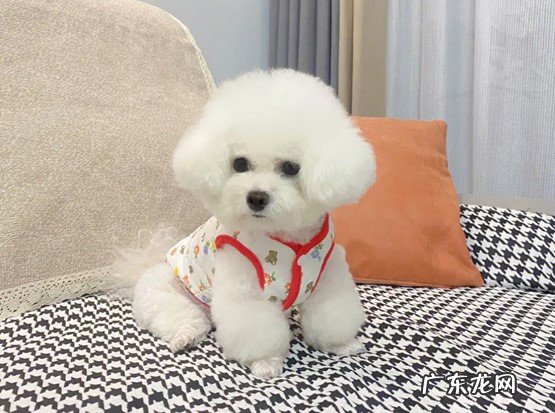 柯基 公认的老实的狗狗是哪些