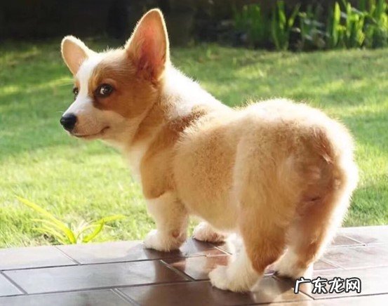 柯基 公认的老实的狗狗是哪些