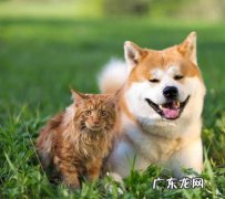 需多方考虑 养猫养狗哪个好