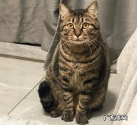 狸花猫 哪些猫咪是最通人性的品种