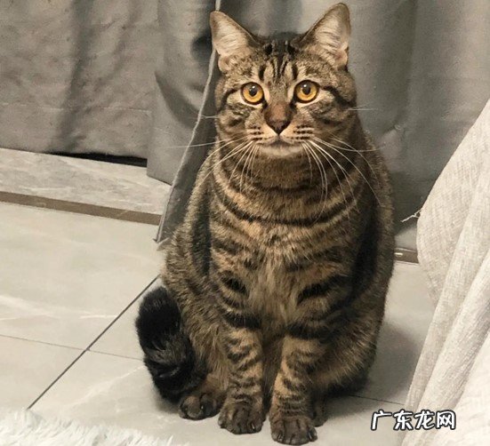 狸花猫 哪些猫咪是最通人性的品种