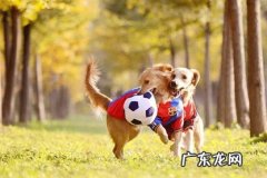 充足的运动 制止狗狗乱叫的方法是什么