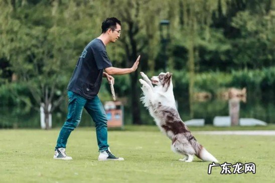 充足的运动 制止狗狗乱叫的方法是什么