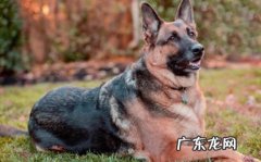 罗威纳 哪些狗狗最勇敢