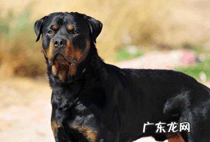 罗威纳 哪些狗狗最勇敢