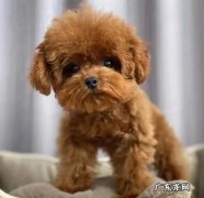泰迪 哪些狗遭到弃养后活不下去