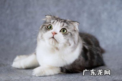 折耳猫 哪些猫咪身上存在缺点