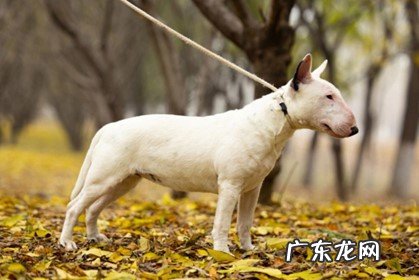 吉娃娃 喜欢咬人的狗狗是什么品种