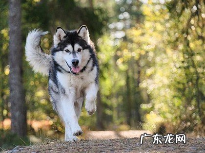 对人友好 阿拉斯加有什么优缺点