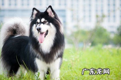 对人友好 阿拉斯加有什么优缺点