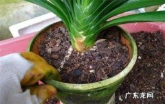 稀释 君子兰该如何施肥