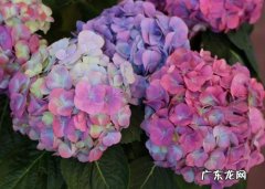 绣球花 哪些植物在冬天会假死
