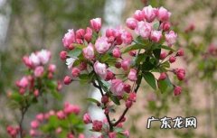 肥沃的土壤 买了一盆西府海棠怎么养