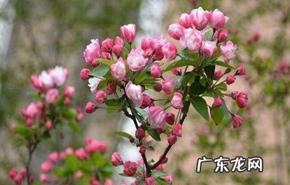 肥沃的土壤 买了一盆西府海棠怎么养
