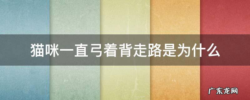 猫咪一直弓着背走路是为什么 猫咪总是弓背走路