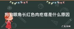 狗狗眼角长红色肉疙瘩是什么原因,不手术会影响什么 狗狗眼角长红色肉疙瘩是什么原因