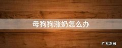 狗狗涨奶怎么解决 母狗狗涨奶怎么办